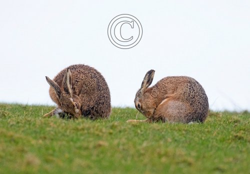  Brown Hares DM2045